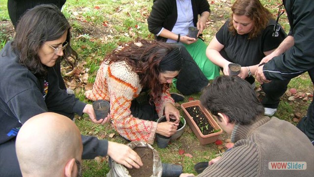 plantando bulbos