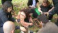 plantando bulbos
