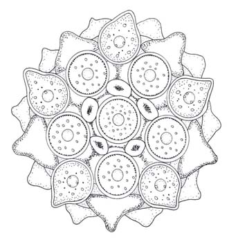 mandalas crd4